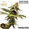 Gorilla Vanilla© Fem