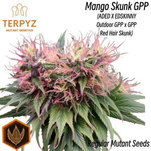 Mango Skunk GPP© Mutant Reg