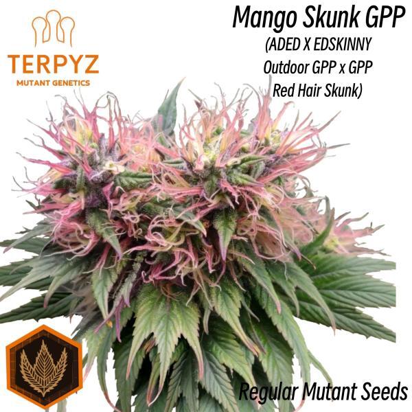 Mango Skunk GPP© Mutant Reg