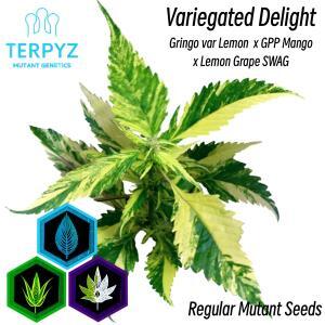 Variegated Delight© Mutant Reg