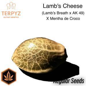 Lamb’s Cheese© Semi F1 Reg