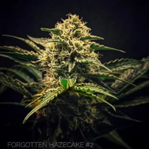 Forgotten Haze Cake ’Amnesia White’© Fem