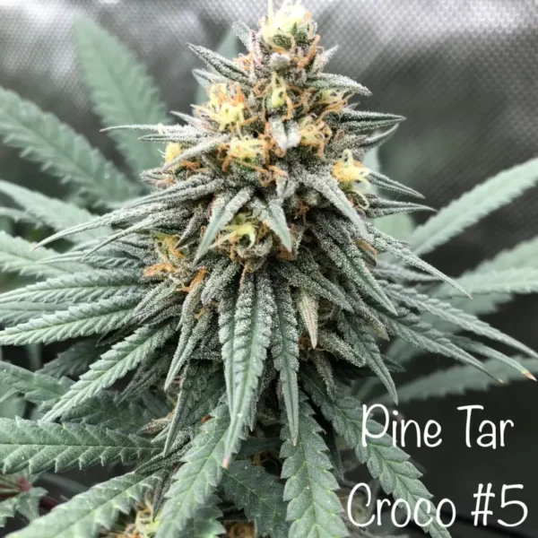 Pine Tar Croco© True F1 Reg