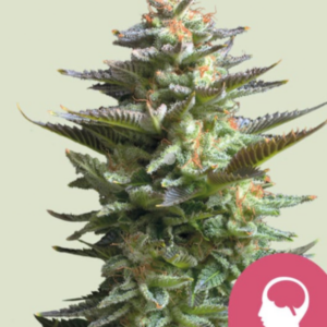 Amnesia Haze RQS - Feminisiert - Cannabissamen