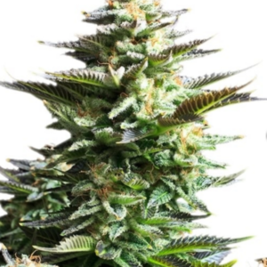 Amnesia Haze RQS - Feminisiert - Cannabissamen