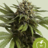 Apple Fritter RQS - Autoflowering - Cannabissamen