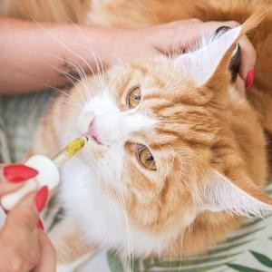 CBD Öl 5% für Katzen