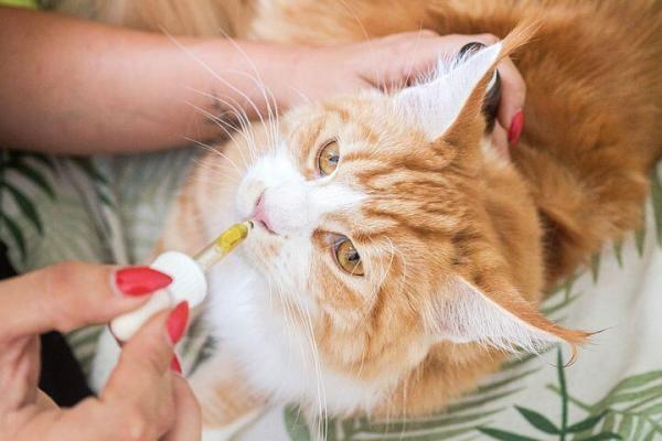 CBD Öl 5% für Katzen