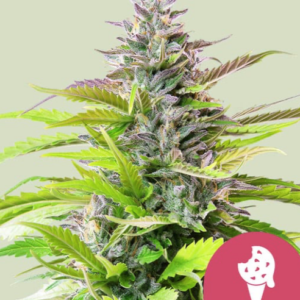 Cookies Gelato - Feminisiert - Cannabissamen