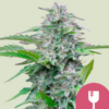 Critical RQS - Feminisiert - Cannabissamen