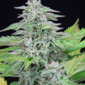 Critical RQS - Feminisiert - Cannabissamen