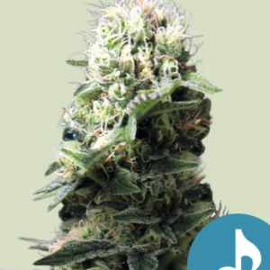 Dance World - CBD - Cannabissamen