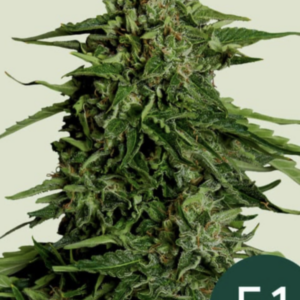 Epsilon - F1 Hybrid - Cannabissamen