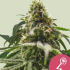 Green Crack Punch - Feminisiert - Cannabissamen