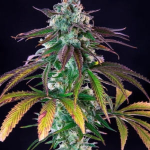 Green Crack Punch - Feminisiert - Cannabissamen