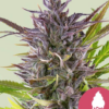 Green-Gelato - Feminisiert - Cannabissamen