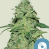 Joanne's CBD - CBD - Cannabissamen