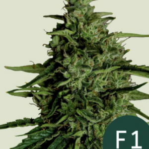 Milky Way - F1 Hybrid Auto - Cannabissamen