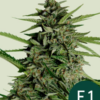 Orion - F1 Hybrid Auto - Cannabissamen