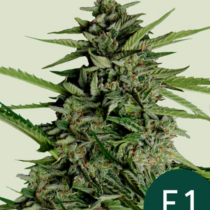 Orion - F1 Hybrid Auto - Cannabissamen