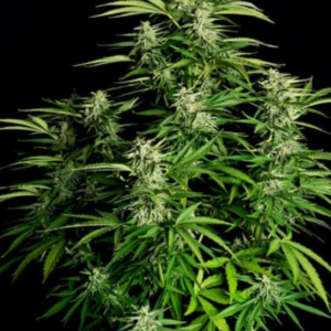 Orion - F1 Hybrid Auto - Cannabissamen