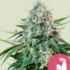 Hulkberry RQS - Feminisiert - Cannabissamen