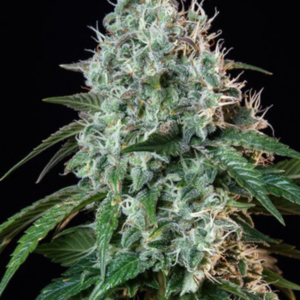 Hulkberry RQS - Feminisiert - Cannabissamen