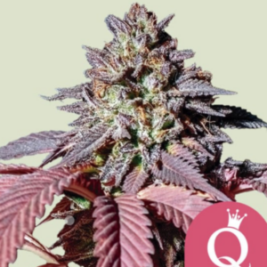 Purple Queen RQS - Feminisiert - Cannabissamen