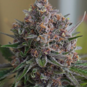 Purple Queen RQS - Feminisiert - Cannabissamen