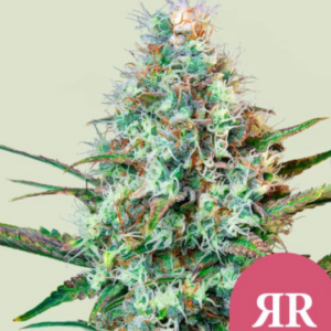 Royal Runtz RQS - Feminisiert - Cannabissamen