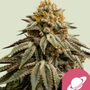 Royal Skywalker RQS - Feminisiert - Cannabissamen