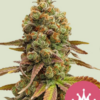 Special Queen 1 RQS - Feminisiert - Cannabissamen