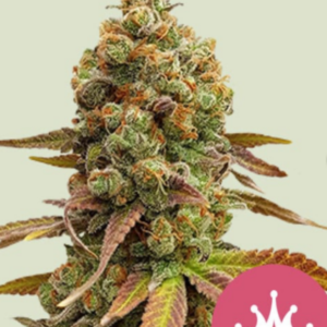 Special Queen 1 RQS - Feminisiert - Cannabissamen