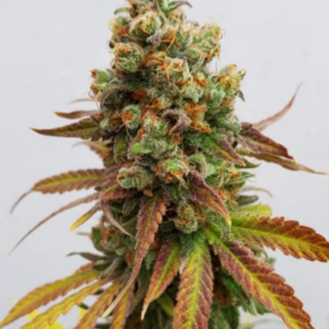 Special Queen 1 RQS - Feminisiert - Cannabissamen