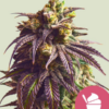 Sundae Driver RQS - Feminisiert - Cannabissamen