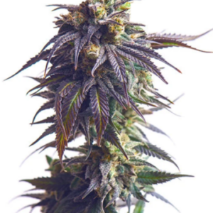 Sundae Driver RQS - Feminisiert - Cannabissamen