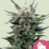 Royal Gorilla RQS - Feminisiert - Cannabissamen