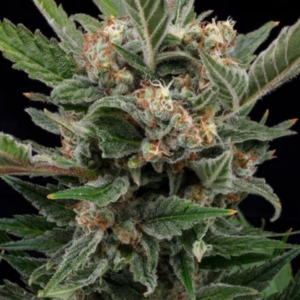 Royal Gorilla RQS - Feminisiert - Cannabissamen