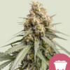 Shining Silver Haze RQS - Feminisiert - Cannabissamen