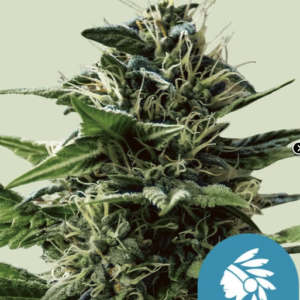 Tatanka Pure - CBD - Cannabissamen