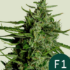 Titan - F1 Hybrid Auto - Cannabissamen