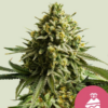 Wedding Cake RQS - Feminisiert - Cannabissamen