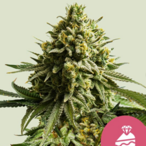 Wedding Cake RQS - Feminisiert - Cannabissamen