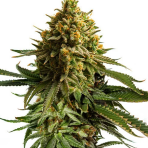 Wedding Cake RQS - Feminisiert - Cannabissamen