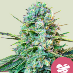 Wedding Crasher RQS - Feminisiert - Cannabissamen