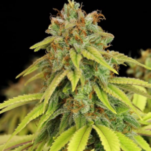 Wedding Crasher RQS - Feminisiert - Cannabissamen