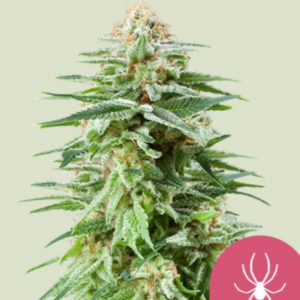 White Widow RQS - Feminisiert - Cannabissamen