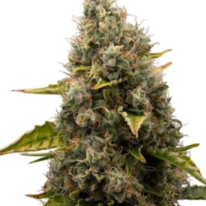 White Widow RQS - Feminisiert - Cannabissamen