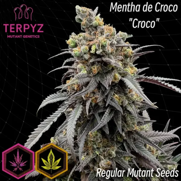 Mentha de Croco© Croco Reg